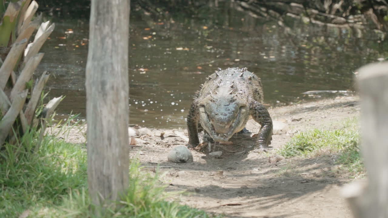 crocodile walks from the water