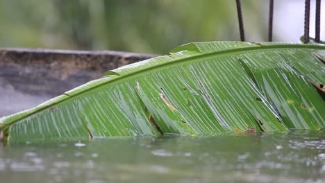 Nahaufnahme-Des-Starken-Regens,-Der-Auf-Das-Bananenblatt-Fällt-Und-Es-Teilweise-Im-Wasser-Versinkt