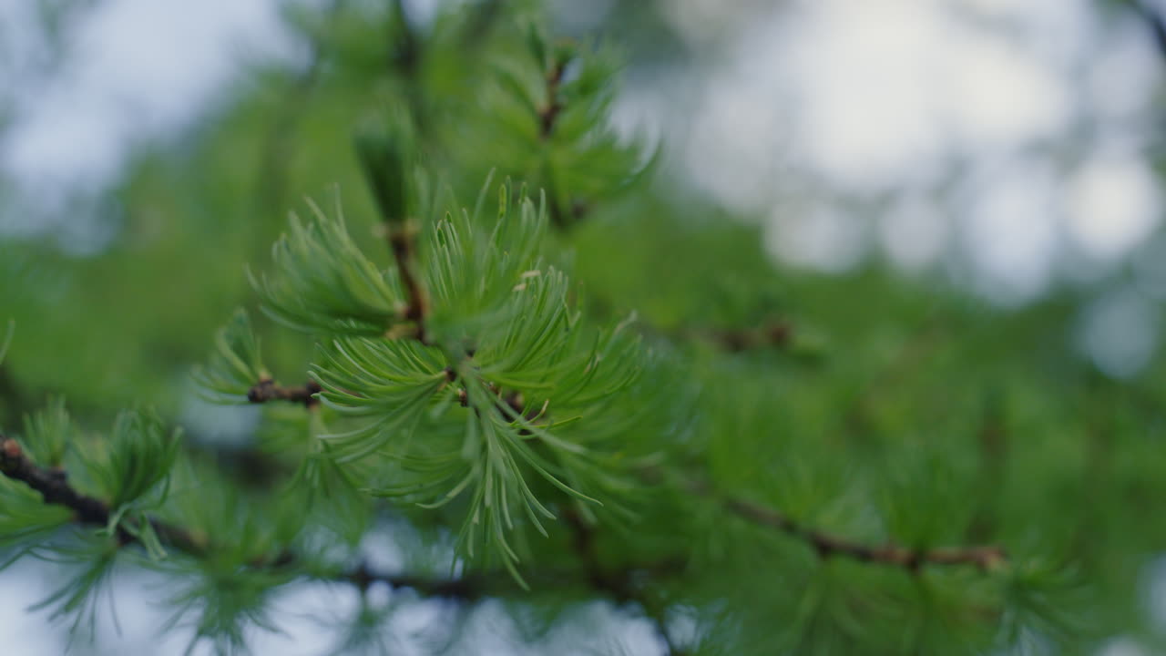 Spruce needles in closeup view against blue cloudless sky. Spruce blooming.