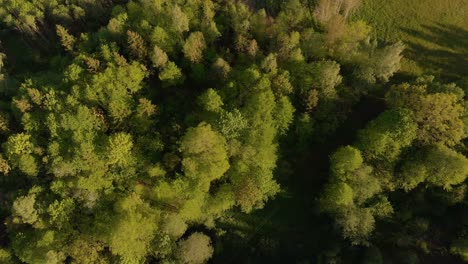 Antenne,-Die-Sich-Horizontal-über-Wälder-In-Lettland-Bewegt