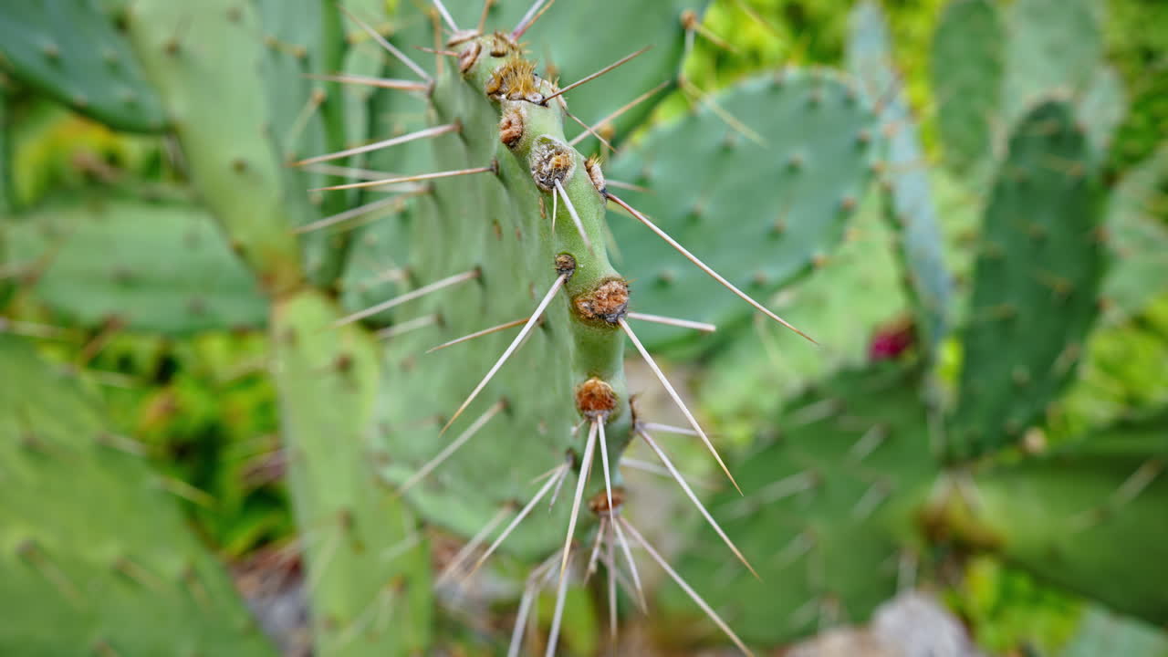 Close up of a cactus in a garden in Antibes, France