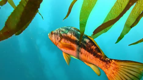 close up of fish in a mysterious and massive kelp forest shelters the diversity of oceanic species