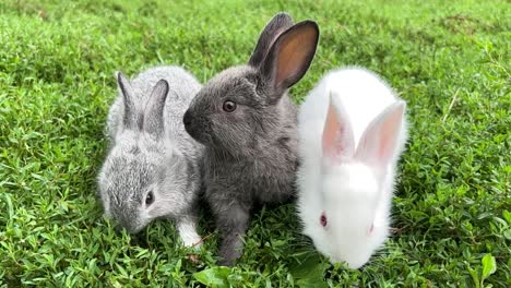 three adorable bunnies in green grass