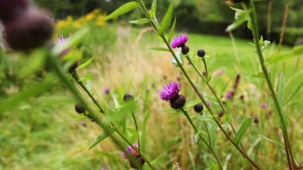 Purple thistle flowers in a lush green field