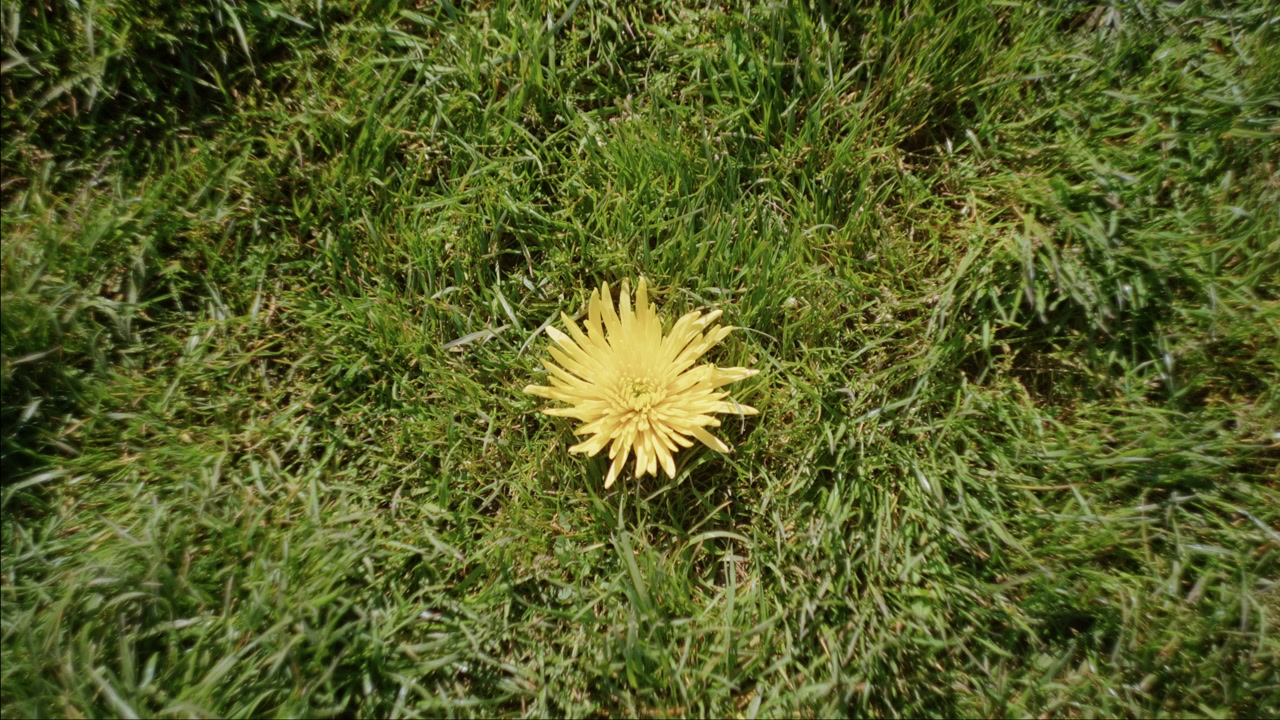 Un dente di leone giallo è centrato tra l'erba chiazzata di luce e ombra
