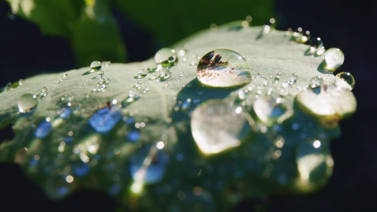 gotas de rocío en una hoja
