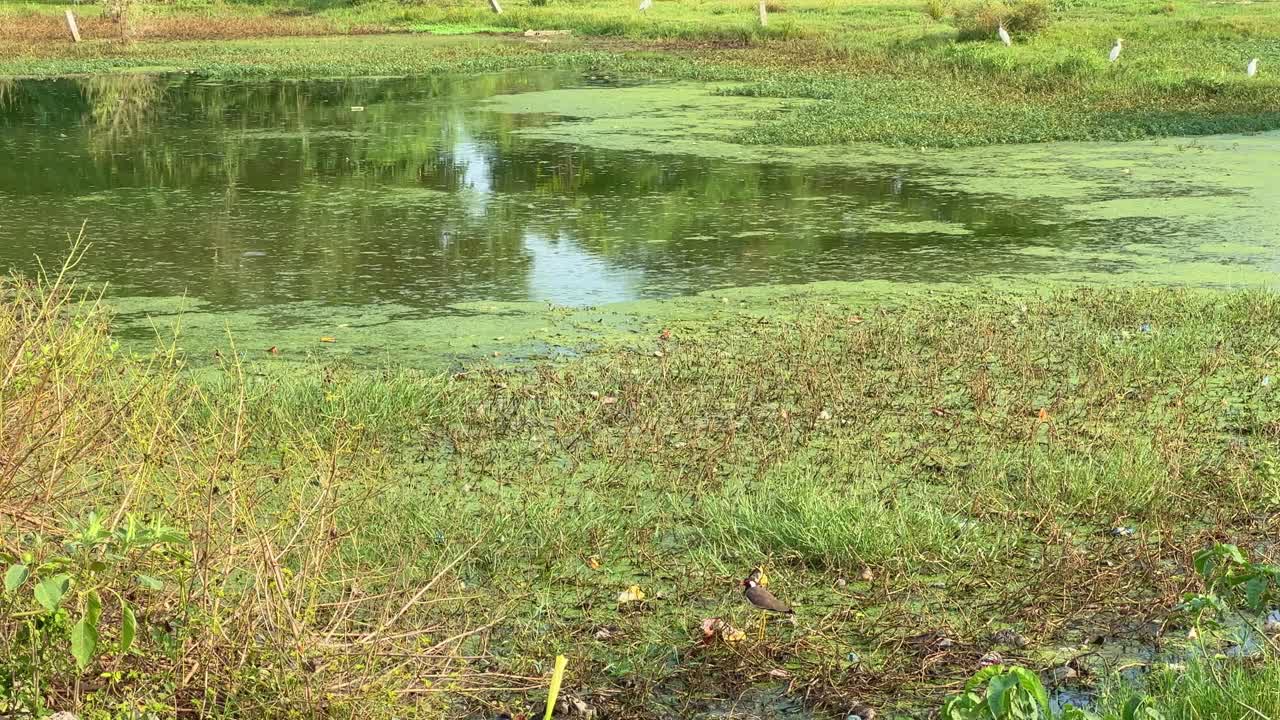 Serene Pond Scenery with Lush Vegetation and Wildlife