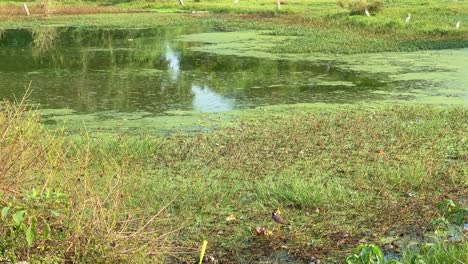 serene pond scenery with lush vegetation and wildlife