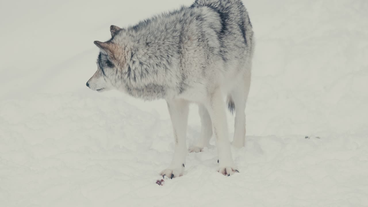 retrato de un hermoso lobo en un paisaje nevado de invierno