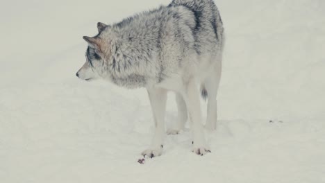 Portrait-Of-Beautiful-Wolf-In-Snowscape-Winter-Landscape