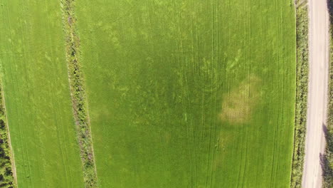 very beautiful drone view of a wavy rye field on a windy day