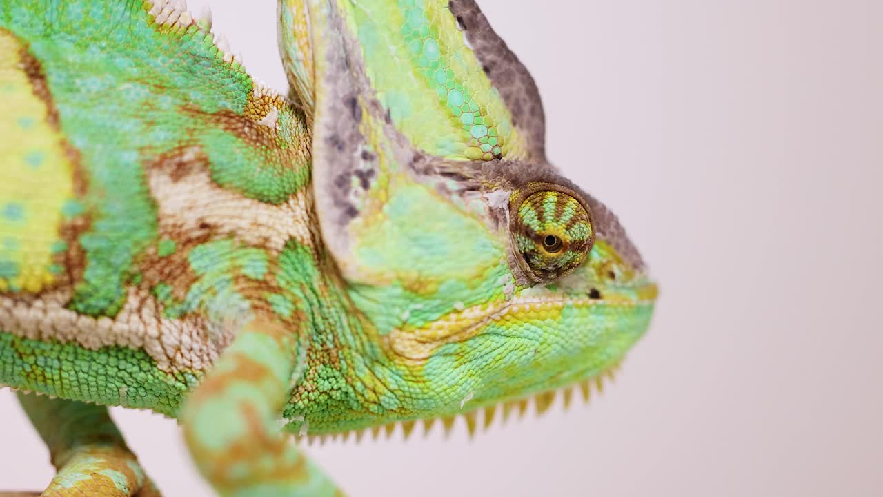 Detailed close-up photography and video of a veiled chameleon (Chamaeleo calyptratus) showcasing its vivid colors, textured scales, and natural camouflage in its arboreal habitat in Thailand. Perfect for wildlife documentaries, educational content, and scientific illustration in biology, zoology, an