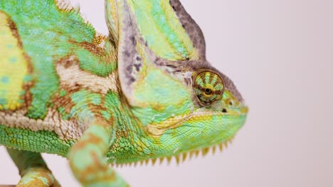 detailed close-up photography and video of a veiled chameleon (chamaeleo calyptratus) showcasing its vivid colors, textured scales, and natural camouflage in its arboreal habitat in thailand. perfect for wildlife documentaries, educational content, and scientific illustration in biology, zoology, an