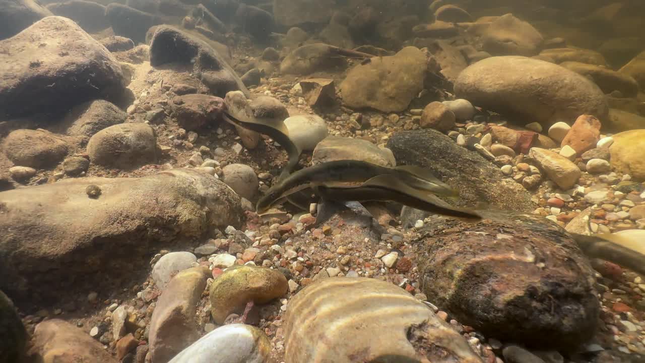 Brook lampreys (Lampetra planeri) preparing for spawning in a small creek. Estonia.