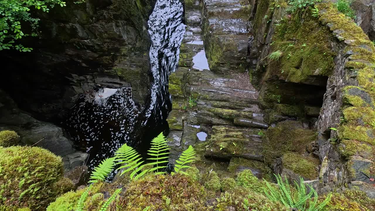 울창 한 모스 숲 에서 폭포 가 아지는 것