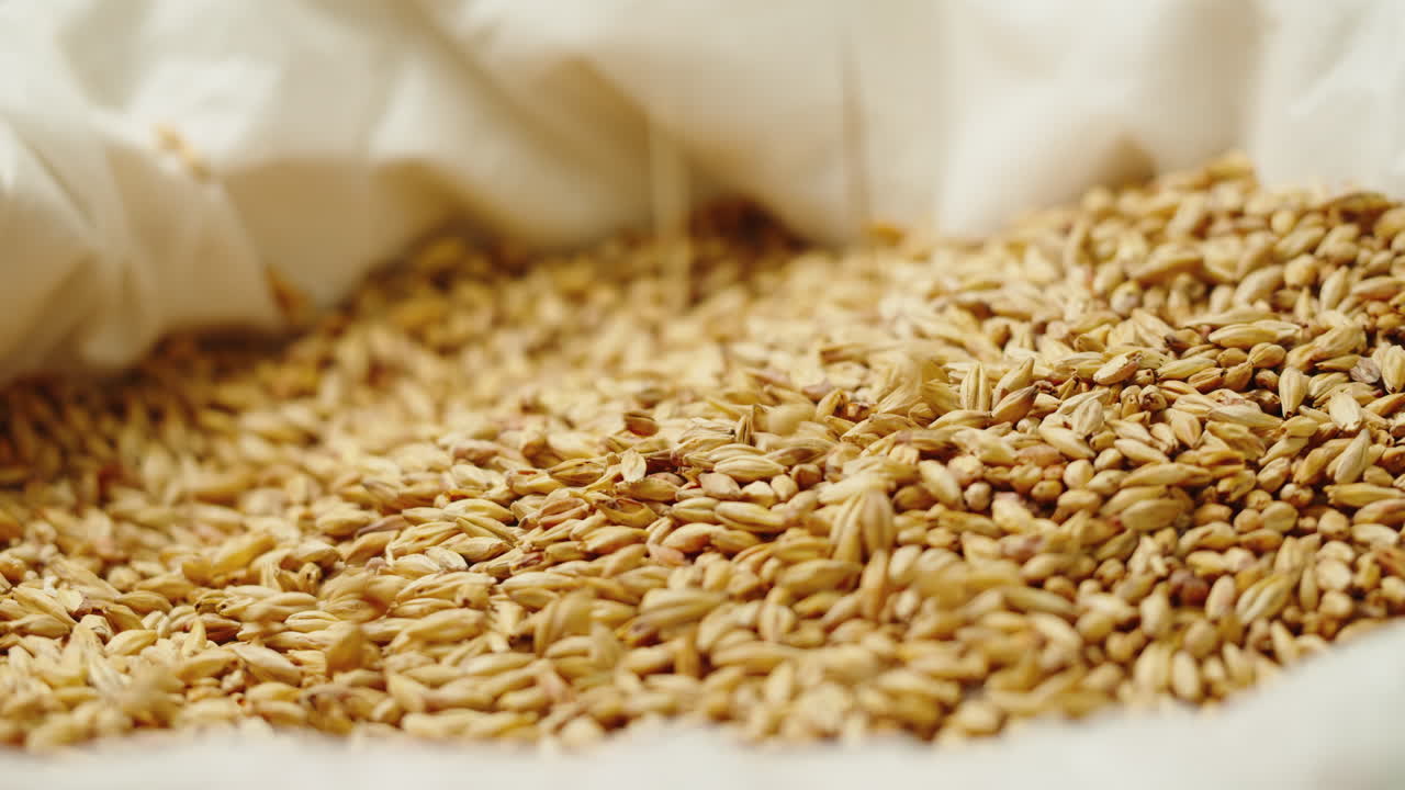 Dry golden barley malt close-up. Craft beer production. Ripe wheat grains texture. Brewery concept. Harvesting and farming, grocery