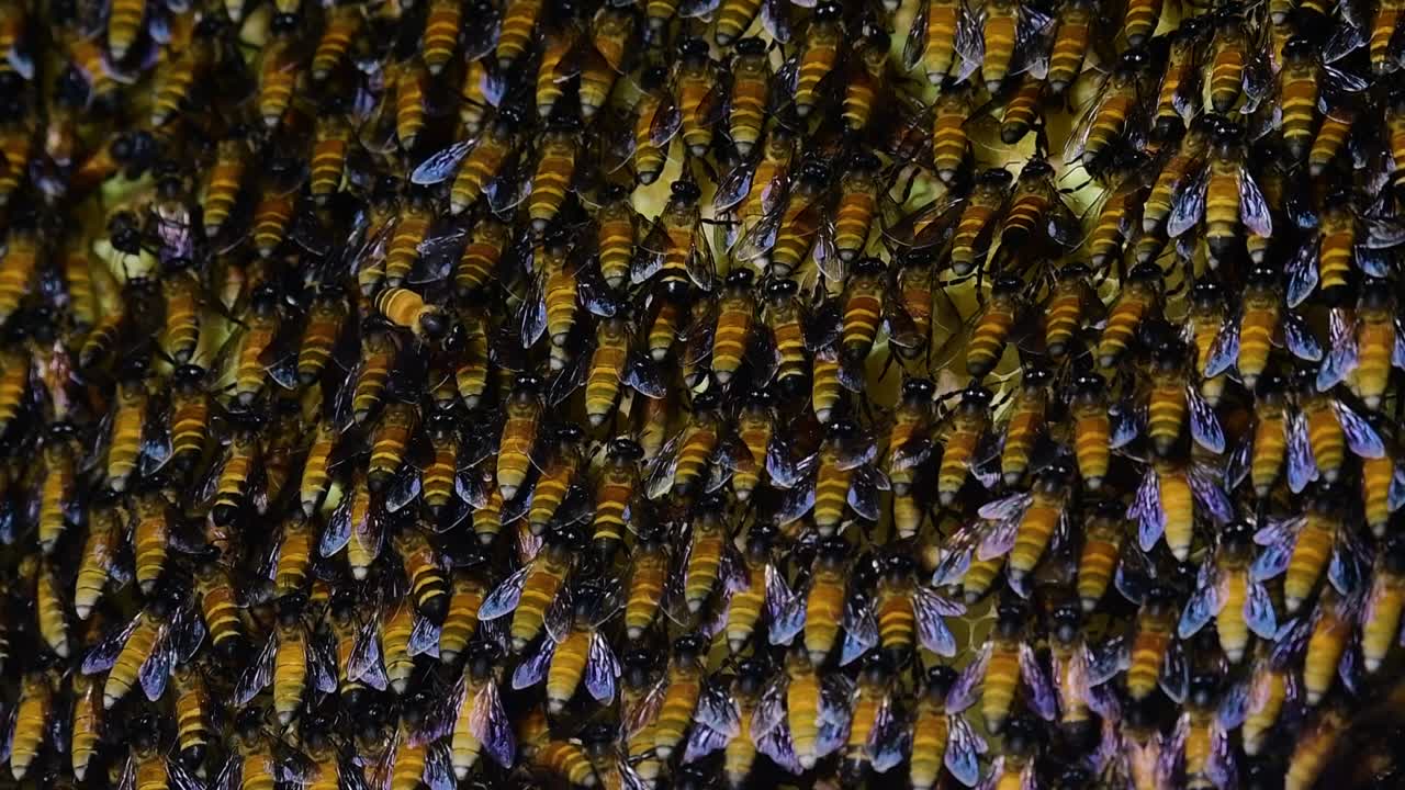 se sabe que las abejas melíferas gigantes construyen grandes colonias de nidos con bolsillos simétricos hechos de cera para almacenar miel como fuente de alimento.