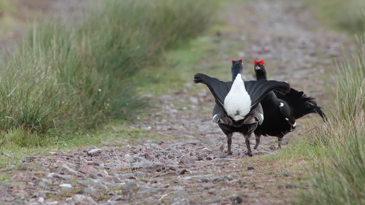 Two male black grouse displaying and fighting on their lekking grounds