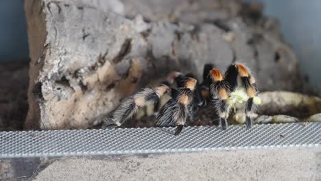 Mexican-Red-Knee-Tarantula-has-a-grasshopper-in-it’s-jaws,-locked-off