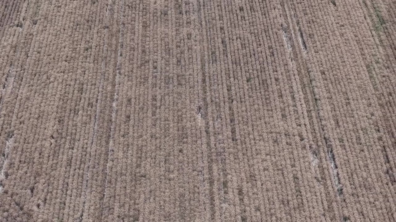 An aerial view reveals a vast dry agricultural field with neatly arranged parallel crop rows, emphasizing patterns of cultivation and land use.