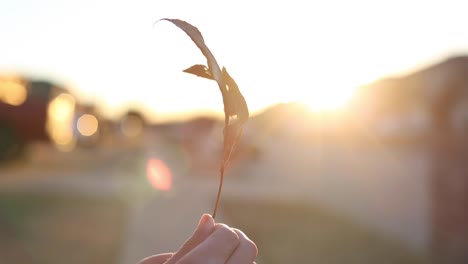 girando una hoja al atardecer en el vecindario con un destello de lente al final de la tarde naturaleza b roll