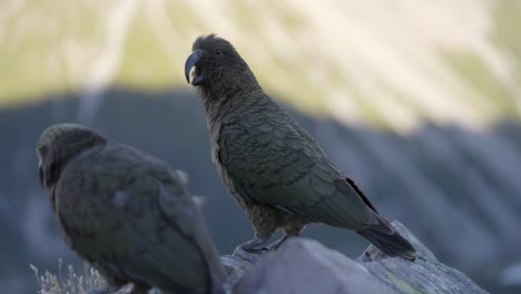 Schöne-Einheimische-Vögel-Kea-Mit-Blick-Auf-Die-Berge