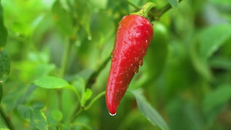 Pimiento-Picante-O-Guindilla-Roja-Fresca-Con-Gotas-De-Agua,-Directamente-Sin-Recoger-De-La-Planta