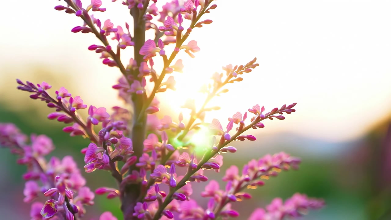 Delicate pink blossoms and unopened buds move subtly on slender stems while sunlight passes between branches, producing glowing highlights and green flare over softly blurred vegetation.