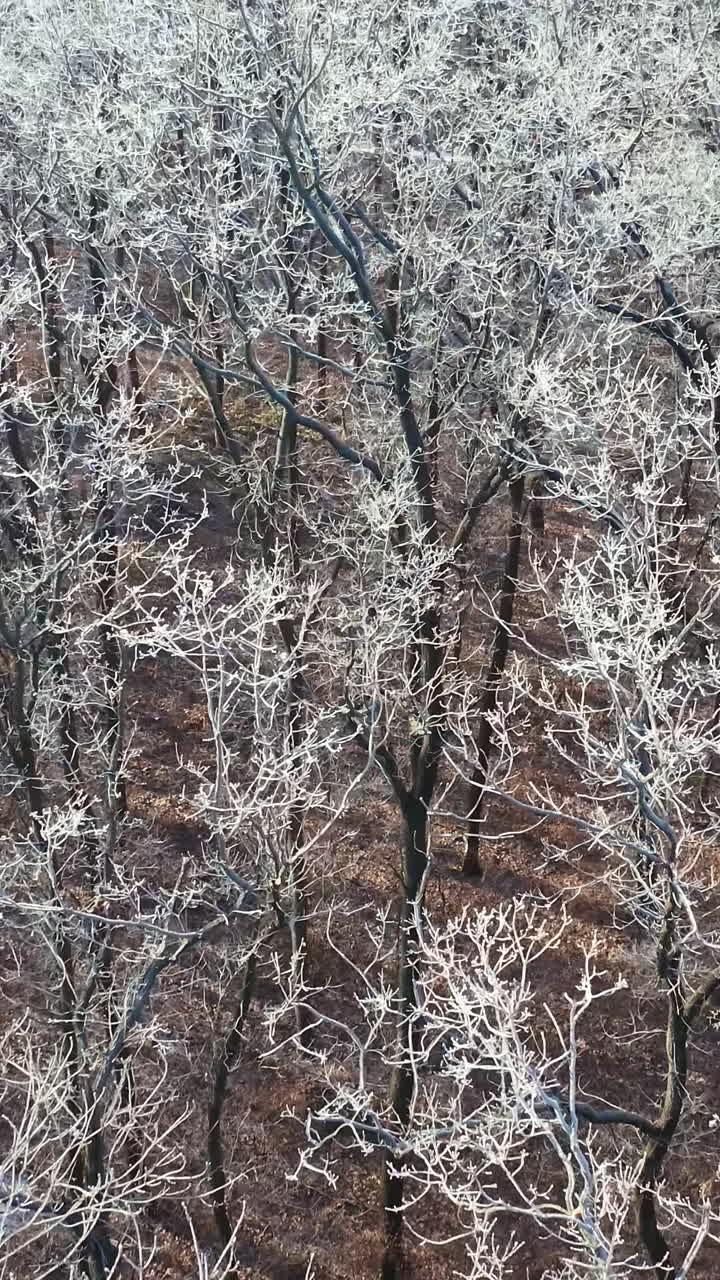 Aerial view of forest covered with snow Vertical video
