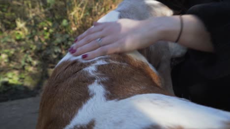 attractive married woman stroking her dog in a park in london