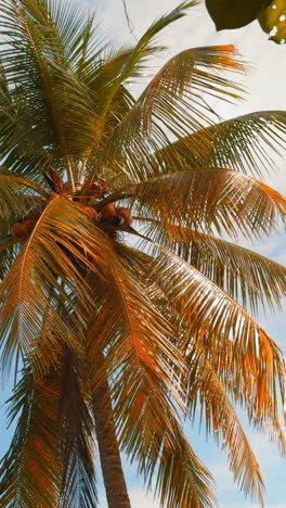 coconut palm tree