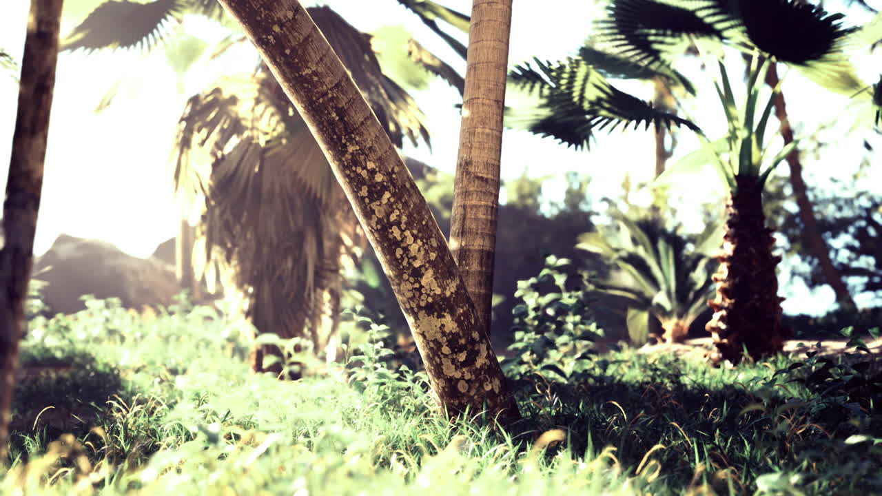 Lush tropical forest with vibrant greenery and sunlight filtering through trees