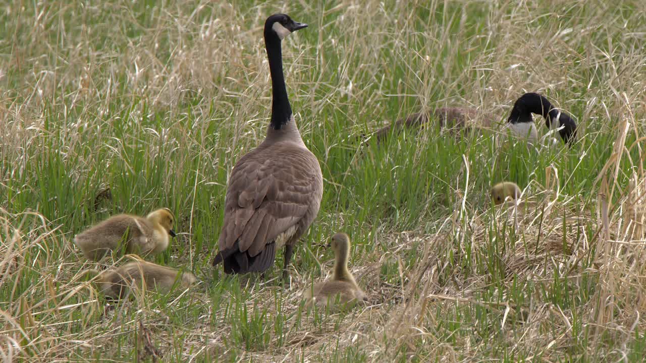 Adorable yellow grey goslings graze grass with parent Canada Geese