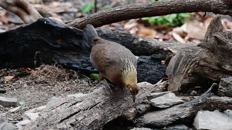 Aves-De-La-Selva,-Phasianus-Gallus