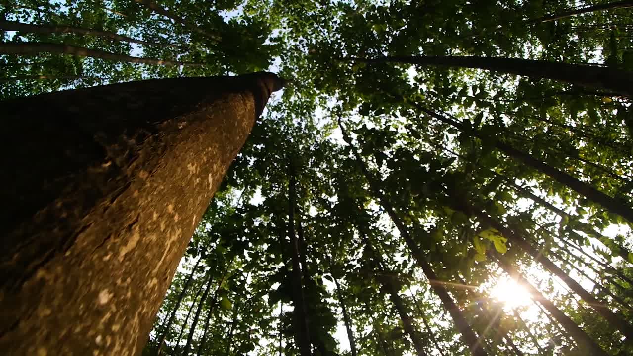 luz del sol a través de árboles y un árbol en el bosque, puesta de sol