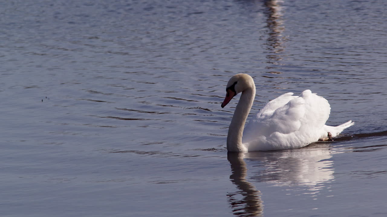 Feeding ritual of swans at dawn in elegant slow motion.