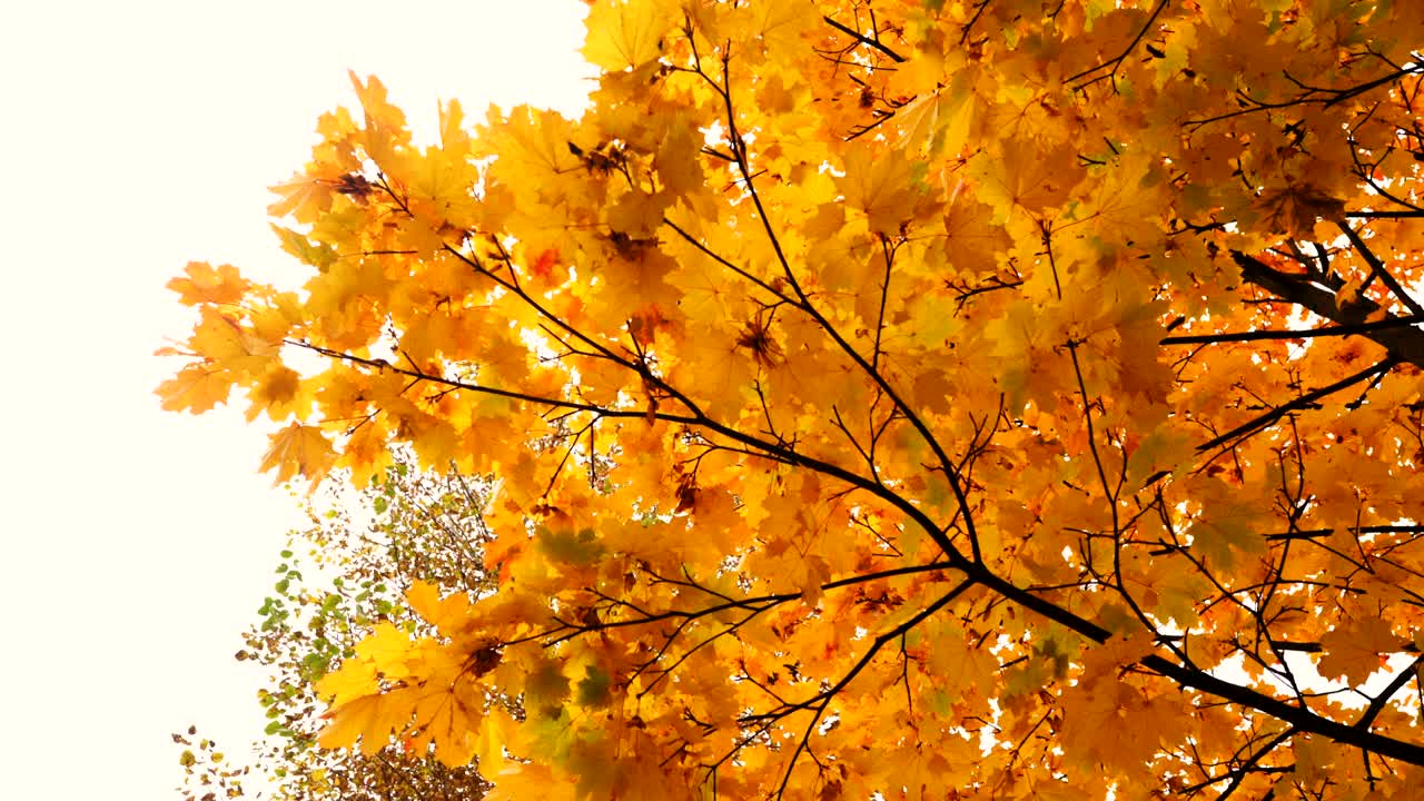 가지에 있는 노란색 메이플 잎