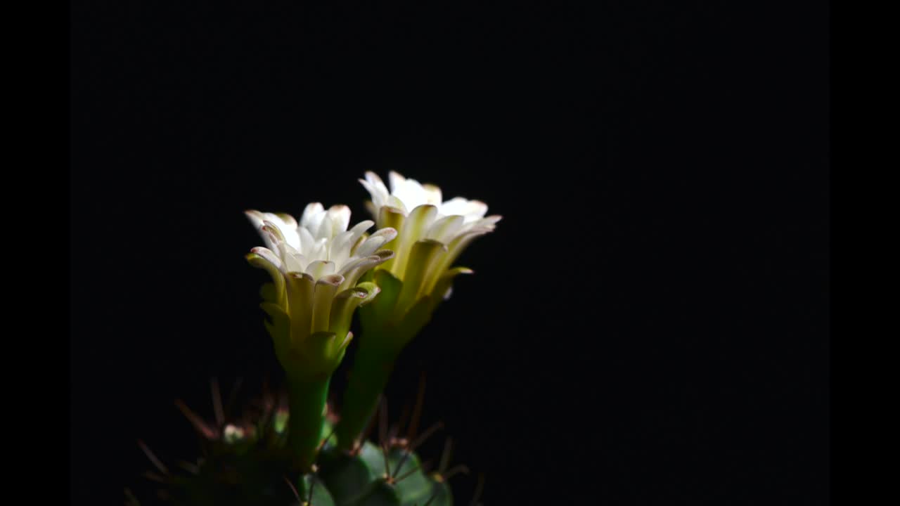 4k: apertura de brotes de flores blancas de gimnocalicio, floración de flores de cactus en lapso de tiempo