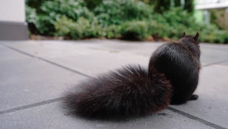 cute squirrel eating nuts on the ground in the backyard