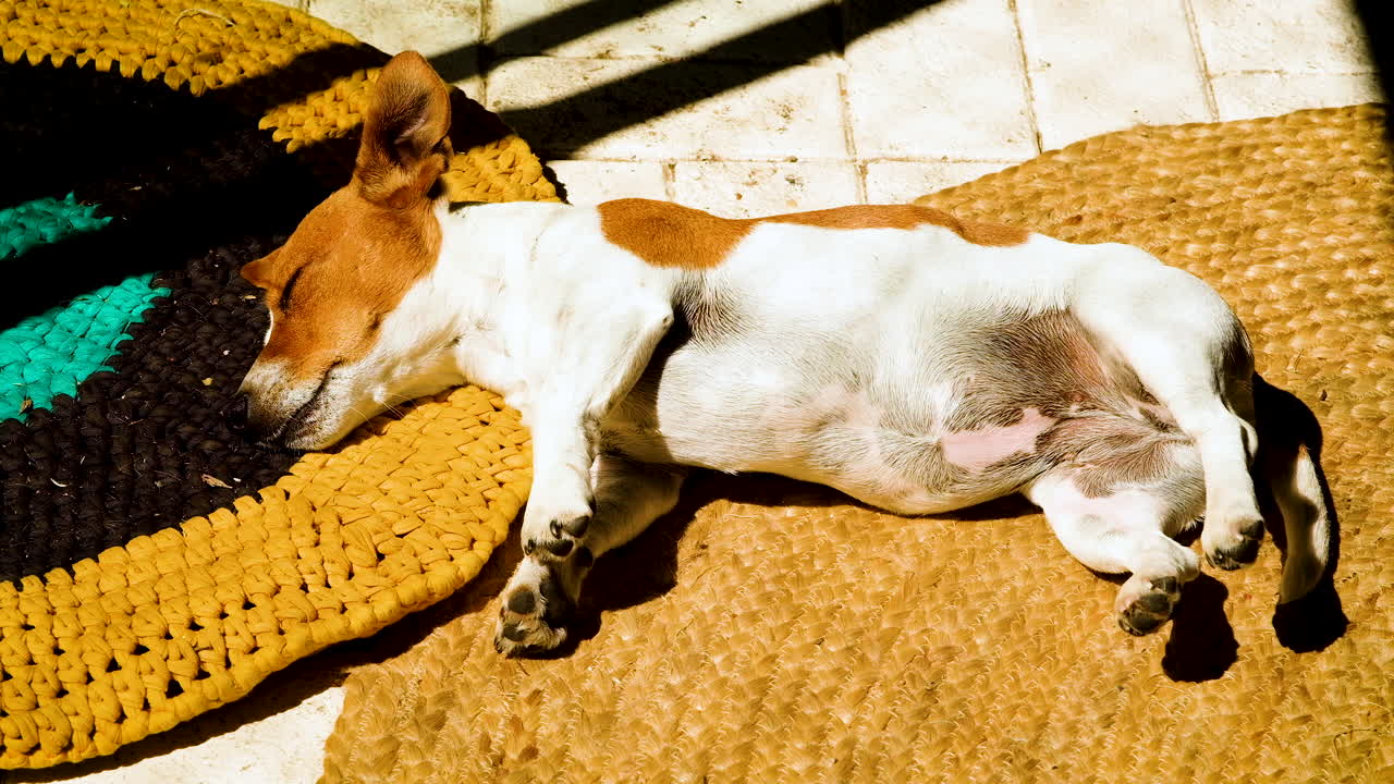 Cucciolo di Jack Russell che si crogiola al sole mattutino su un tappeto in casa.