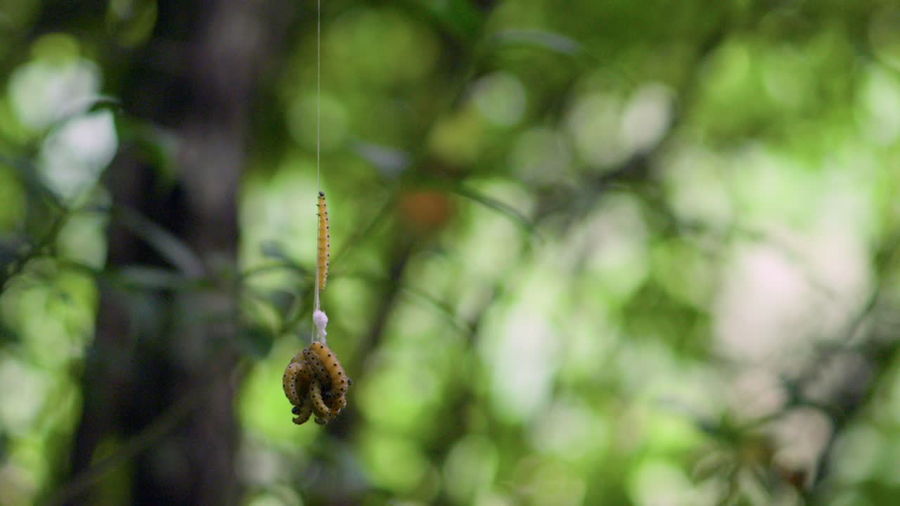 Moth larva cluster of caterpillars insects up-close forest shade crawling Spindle ermine