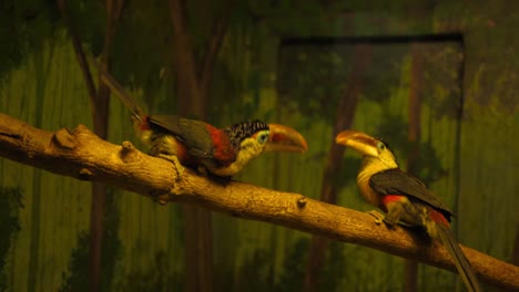 a pair of exotic toucans play on a branch in a zoo enclosure