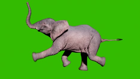 large african elephant swims in the water in front of green screen. seamless loop animation for animals, nature and educational backgrounds.