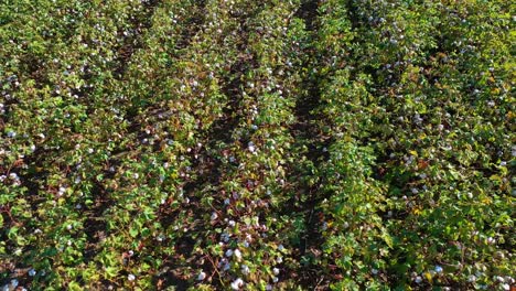 Good-tilt-up-aerial-of-rows-of-cotton-growing-in-a-field-in-the-Mississippi-River-Delta-region