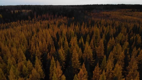 huge forest covered by larch autumnal trees