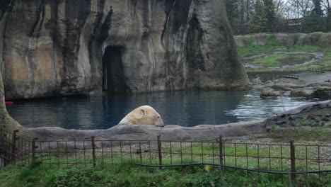 polar bear in water eating food in the zoo