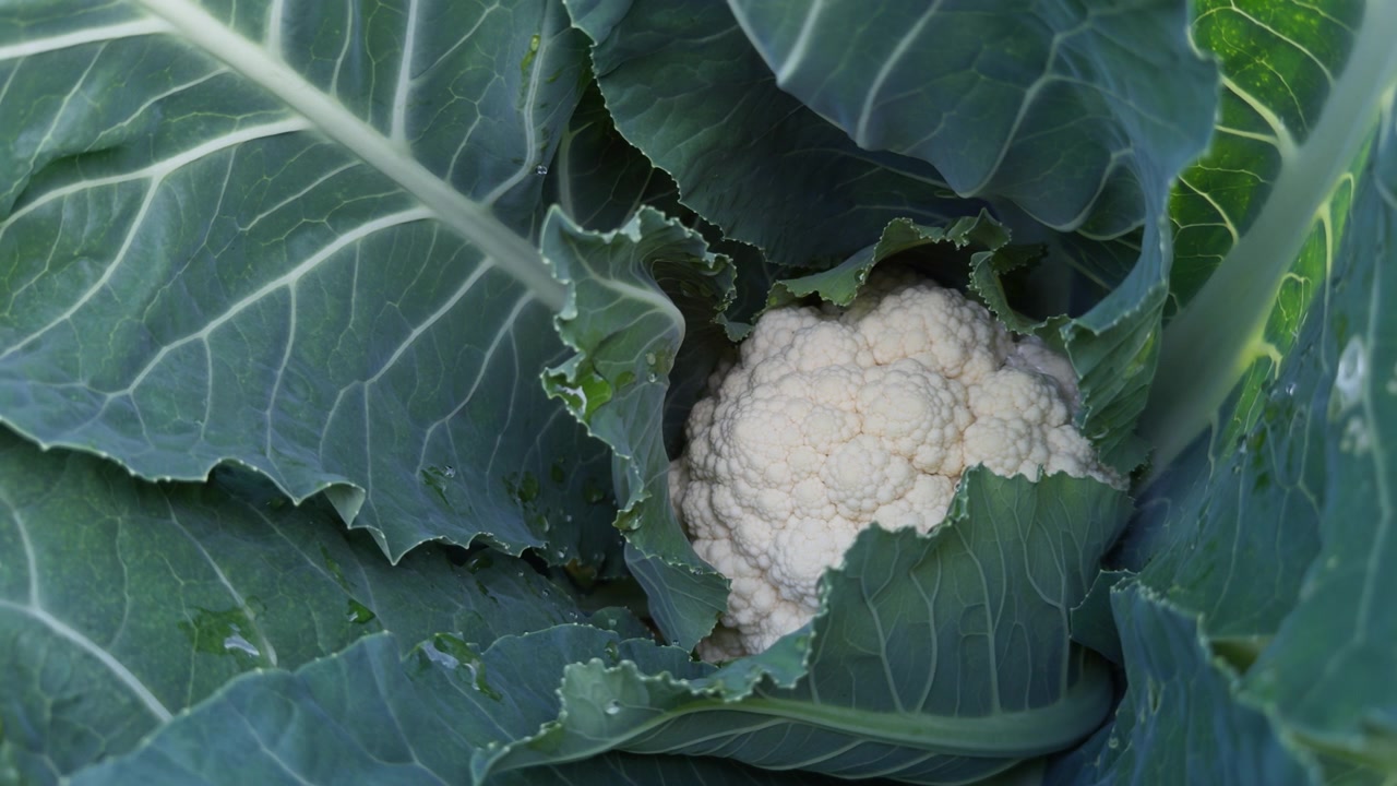 Primo piano statico di un cavolfiore bianco maturo con gocce d'acqua che cresce tra foglie verdi in una fattoria agricola a Lier, Norvegia. Concetto di cibo biologico, agricoltura locale e raccolta di verdure fresche.