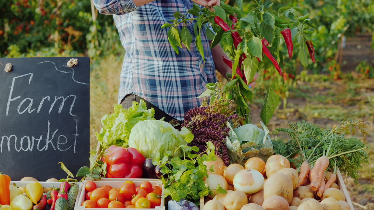 농민 시장의 판매자는 가지에서 신선한 고추를 찢어 카운터 농장 ve에 놓습니다.