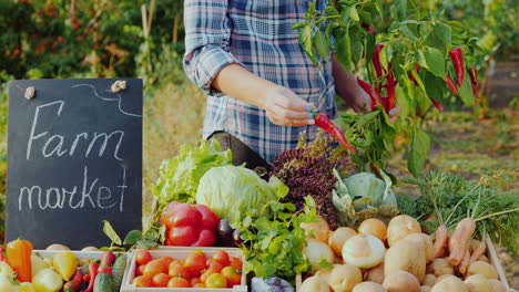 el vendedor en el mercado de agricultores arranca pimienta fresca de una rama y la pone en el mostrador de la granja cinco