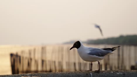 gaviota de pie sobre una cornisa, con fondo de vuelo de gaviota al atardecer